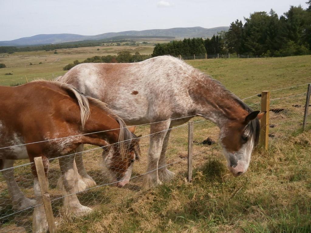 Westhaven Bed And Breakfast Grantown-on-Spey מראה חיצוני תמונה